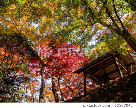 Red autumn leaves of a small temple in Kawachinagano Jizo-ji Red autumn leaves of a small temple in Kawachinagano Jizo-ji 85567043