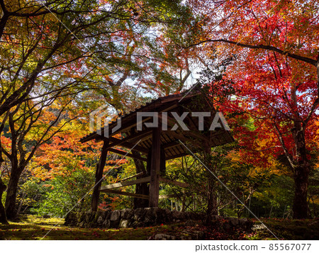 河內長野地藏寺一座小寺廟的紅秋葉 河內長野地藏寺一座小寺廟的紅秋葉 85567077