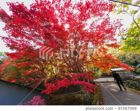 Red autumn leaves of a small temple in Kawachinagano Jizo-ji 85567099