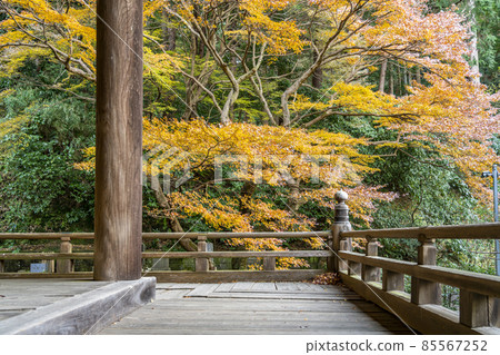 [神奈川縣] 鎌倉妙本寺院內的紅葉 85567252