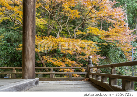 [神奈川縣] 鎌倉妙本寺院內的紅葉 85567253
