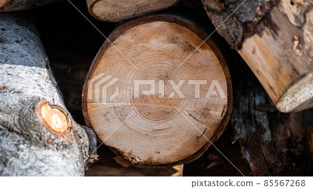 A big cut trunk of a tree with its aging rings texture visible A big cut trunk of a tree with its aging rings texture visible 85567268