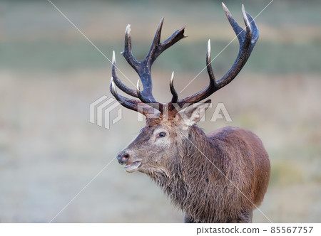 Portrait of a red deer stag in autumn 85567757