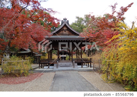 京都市上京區京都御苑附近的鳴木神社參拜大廳和秋葉景色 85568796