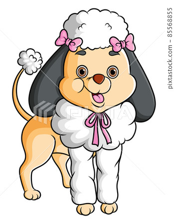 The girly cute poodle is wearing the ribbon  85568855