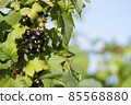 Black currant in the rural garden. Berries are ripening on the bush on the Russian dacha 85568880