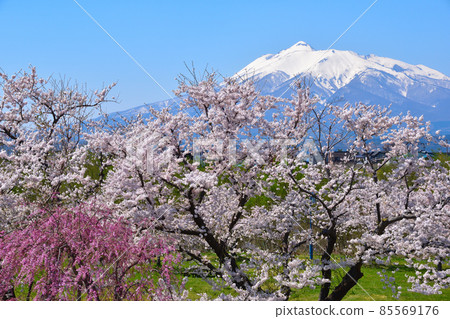 櫻井岩木川公園 85569176