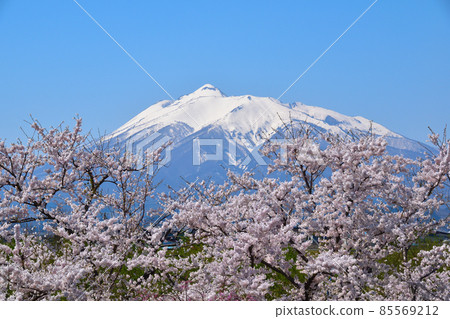 櫻井岩木川公園 85569212