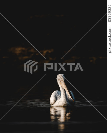 dalmatian pelican or pelecanus crispus fine art isolated black background bird portrait with reflection in water in winter migration at keoladeo national park bharatpur bird sanctuary rajasthan india 85569323