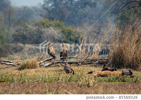 steppe eagle or Aquila nipalensis flock perched and some feeding on spotted or Axis deer or chital kill. jungle crow waiting at keoladeo national park or bharatpur bird sanctuary rajasthan india steppe eagle or Aquila nipalensis flock perched and some feeding on spotted or Axis deer or chital kill. jungle crow waiting at keoladeo national park or bharatpur bird sanctuary rajasthan india 85569326