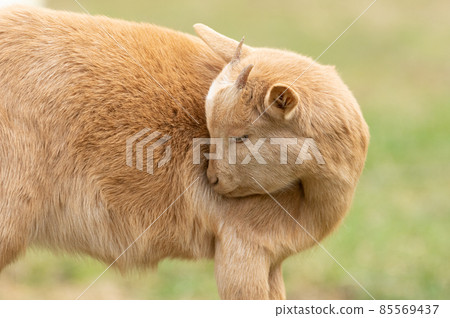 A goat spending leisurely A goat spending leisurely 85569437