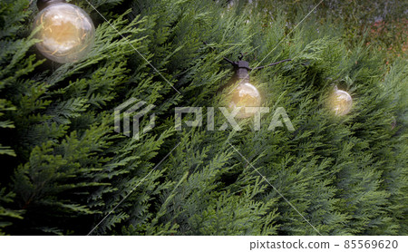 Green Hedges and hanging light bulbs, park or garden, flora,bright, beautiful, leaf, plant and stylish decoration light at home 85569620