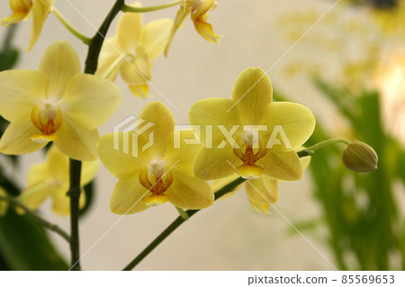 The orchid flowers bloom yellow and accumulate buds. 85569653
