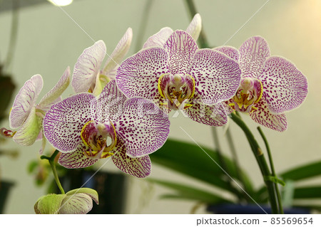 Orchid flowers bloom in layers and are noble, and the flowers in full bloom are eye-catching. 85569654