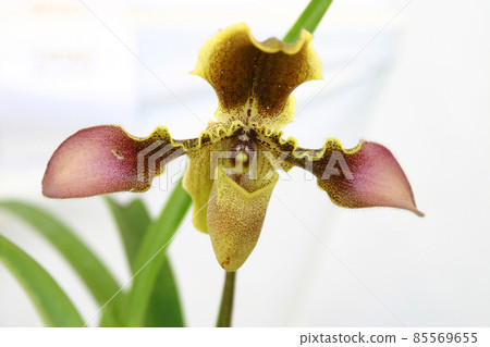 蘭花,時而嫵媚,高貴而迷人,卻又難以接近。只有我? 蘭花,時而嫵媚,高貴而迷人,卻又難以接近。只有我? 85569655