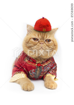 Scottish fold cat wearing Chinese costume lay down on floor. Scottish fold cat wearing Chinese costume lay down on floor. 85569699
