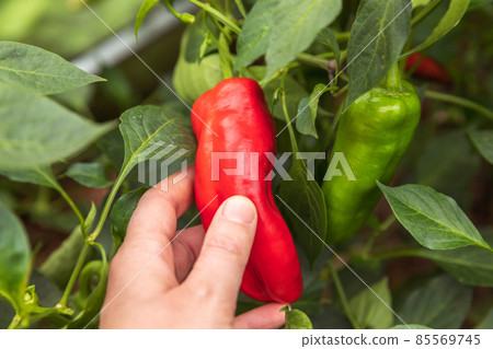 Gardening and agriculture concept. Female farm worker hand harvesting red fresh ripe organic bell pepper in garden. Vegan vegetarian home grown food production. Woman picking paprika pepper 85569745