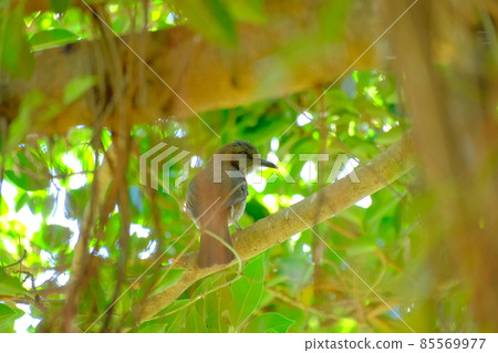 Ryukyu bulbul, a blue bird resting in the shade of a tree 85569977