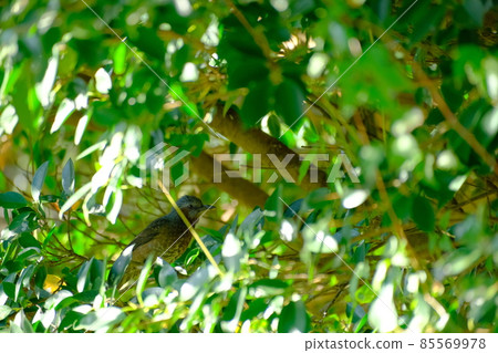 琉球夜鶯,一隻藍鳥在樹蔭下休息 琉球夜鶯,一隻藍鳥在樹蔭下休息 85569978