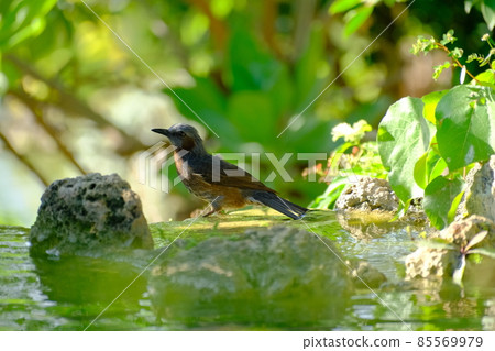 琉球夜鶯,一隻藍鳥在水邊休息 琉球夜鶯,一隻藍鳥在水邊休息 85569979