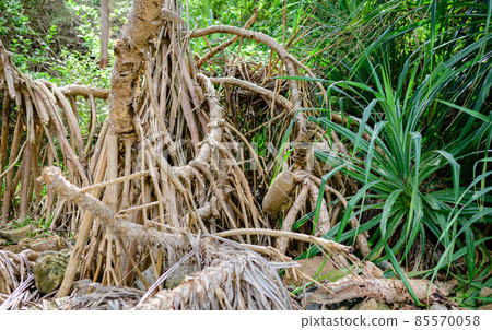 Roots of Pandanus Tectorius tree roots close up, growing near the edge of the ocean. Fiber from the leaves and roots used to make mats and baskets Roots of Pandanus Tectorius tree roots close up, growing near the edge of the ocean. Fiber from the leaves and roots used to make mats and baskets 85570058