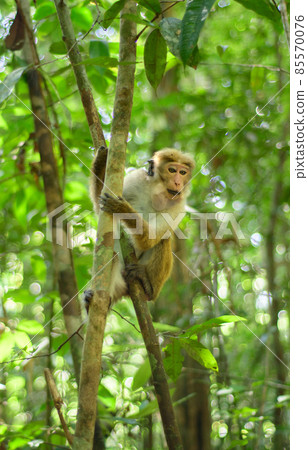 Toque macaque monkey climbs onto a slender tree trunk in the shade of the tropical rain forest, cheek pouch full of collected food. Toque macaque monkey climbs onto a slender tree trunk in the shade of the tropical rain forest, cheek pouch full of collected food. 85570076
