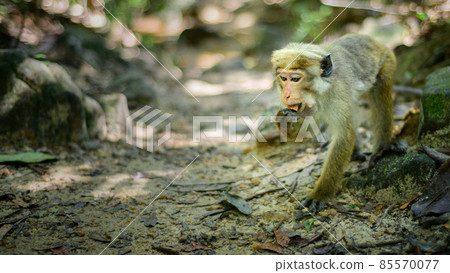Toque macaque monkey foraging on the forest ground. Picking up food and putting it in its mouth. collect food in its Cheek pouches. Toque macaque monkey foraging on the forest ground. Picking up food and putting it in its mouth. collect food in its Cheek pouches. 85570077