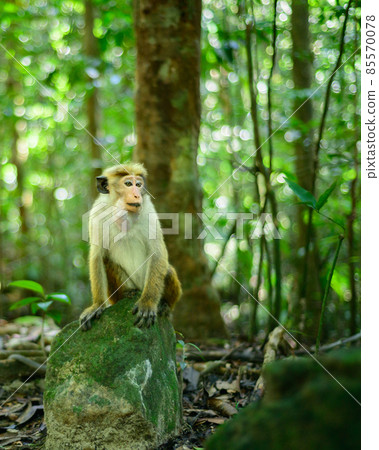 Toque macaque monkey sitting on a rock in the shade of the tropical rain forest, cheek pouch full of collected food. Toque macaque monkey sitting on a rock in the shade of the tropical rain forest, cheek pouch full of collected food. 85570078