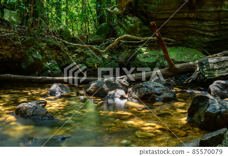 Swamp in the Beraliya tropical rainforest, surrounded by mossy rock boulders and fallen trees, and lush green foliage around. cool and calm, peaceful and relaxing natural environment. Swamp in the Beraliya tropical rainforest, surrounded by mossy rock boulders and fallen trees, and lush green foliage around. cool and calm, peaceful and relaxing natural environment. 85570079