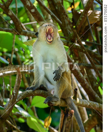 Tired toque macaque monkey yawning in a tree branch, mouth open wide. Tired toque macaque monkey yawning in a tree branch, mouth open wide. 85570082