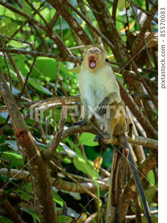 Tired toque macaque monkey yawning in a tree branch, mouth open wide. Tired toque macaque monkey yawning in a tree branch, mouth open wide. 85570083
