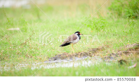 Red-wattled lapwing bird standing idle and resting close to a small water puddle in the grass field. 85570088