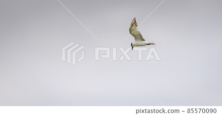 Whiskered tern (Chlidonias Hybrida) soaring in the skies looking down at the Chandrika lake for fish in the morning. Whiskered tern (Chlidonias Hybrida) soaring in the skies looking down at the Chandrika lake for fish in the morning. 85570090
