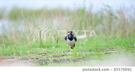 Red-wattled lapwing bird standing on a grass field in the cool morning. Frontal view of the beautiful ground bird. 85570092