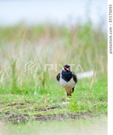 Red-wattled lapwing bird looking at the camera, close-up portraiture photograph. Lapwing bird resting on the grassy meadow in the cool morning. Red-wattled lapwing bird looking at the camera, close-up portraiture photograph. Lapwing bird resting on the grassy meadow in the cool morning. 85570093