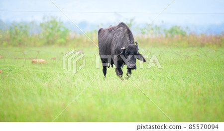 Female water buffalo grazing grass near the Udawalawe national reservoir, Female water buffalo grazing grass near the Udawalawe national reservoir, 85570094