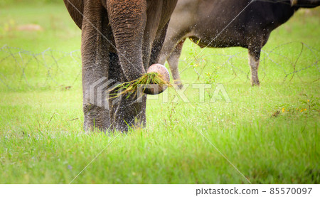 Elephant shaking of the dirt and soil on the freshly plucked wet grass, Intelligent Asian elephant behavior in the wild. Elephant shaking of the dirt and soil on the freshly plucked wet grass, Intelligent Asian elephant behavior in the wild. 85570097