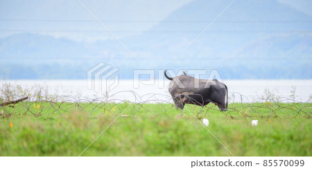 Male muscular wild water buffalo looing at the waters behind the barbed wire fence in Udawalawe national reservoir, a misty mountain range in the background. beautiful landscape view. 85570099