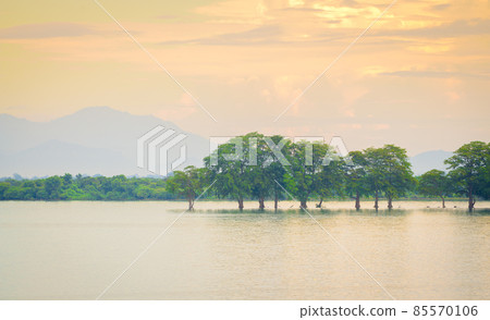 Picturesque landscape photograph in Udawalawe national reservoir. A treeline inside the reservoir as distant misty mountains in the background. 85570106