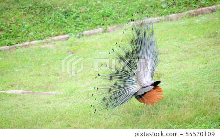 Beautiful peacock showcases its plumage in the grass field. Stiff tail feathers raised into a fan and quivered in a display view from blue peafowl back. 85570109