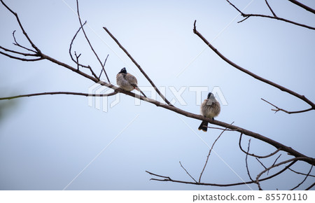 Pair of cute red vented bulbul birds fluffing in the bare tree branch in the cool morning 85570110