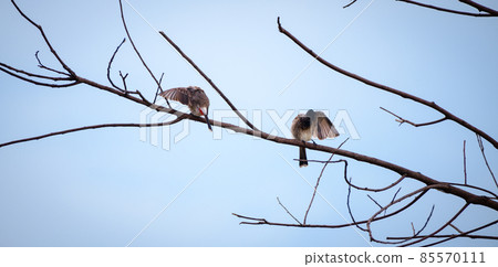 Pair of cute birds preening feathers in the bare tree branch in the morning. Concept of mad and not talking to each other. Pair of cute birds preening feathers in the bare tree branch in the morning. Concept of mad and not talking to each other. 85570111