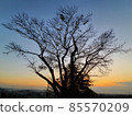 A fairy tale-like tree silhouette that emerges in the sunset sky 85570209