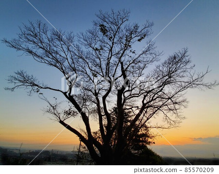 A fairy tale-like tree silhouette that emerges in the sunset sky A fairy tale-like tree silhouette that emerges in the sunset sky 85570209