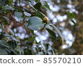 Still hard camellia buds 85570210