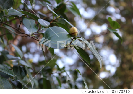 Still hard camellia buds Still hard camellia buds 85570210