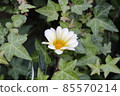 White osteospermum flower surrounded by ivy leaves 85570214