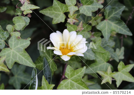 White osteospermum flower surrounded by ivy leaves White osteospermum flower surrounded by ivy leaves 85570214