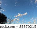 White clouds pop in the blue sky looking up at the trees waiting for spring 85570215