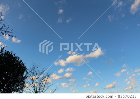 White clouds pop in the blue sky looking up at the trees waiting for spring White clouds pop in the blue sky looking up at the trees waiting for spring 85570215